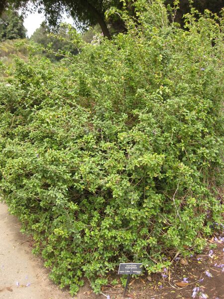 File:IMG 7117 hunt09jun.jpg