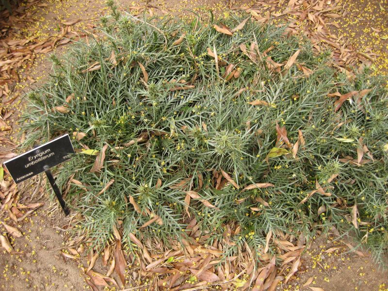 File:IMG 7118 hunt09jun.jpg