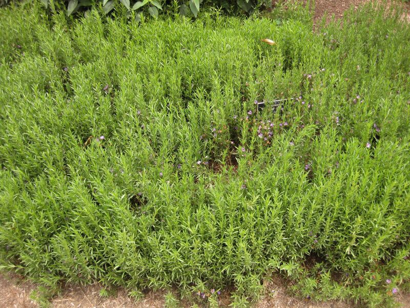 File:IMG 7119 hunt09jun.jpg