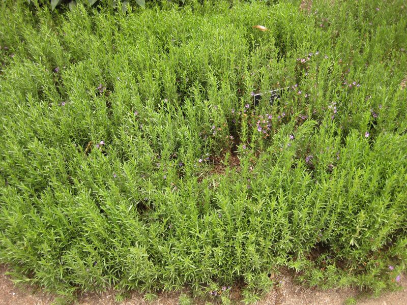 File:IMG 7120 hunt09jun.jpg