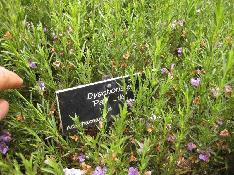 File:IMG 7121 hunt09jun.jpg