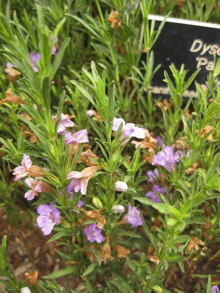 File:IMG 7122 hunt09jun.jpg