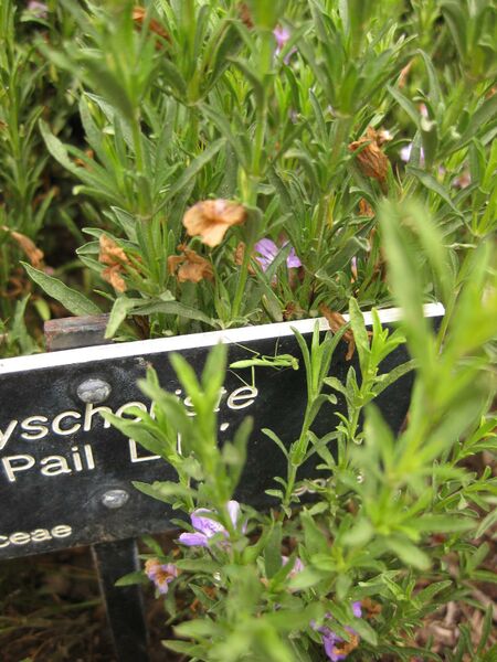 File:IMG 7123 hunt09jun.jpg