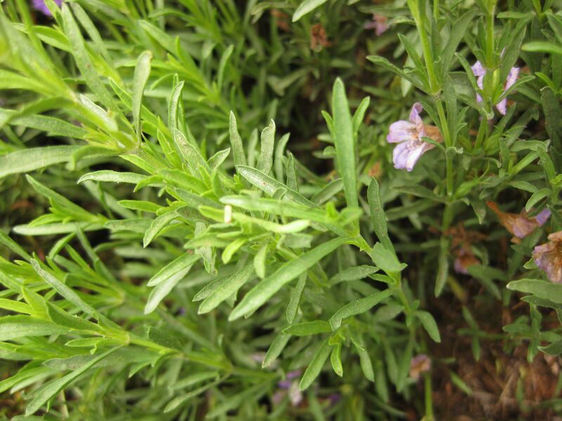 File:IMG 7124 hunt09jun.jpg