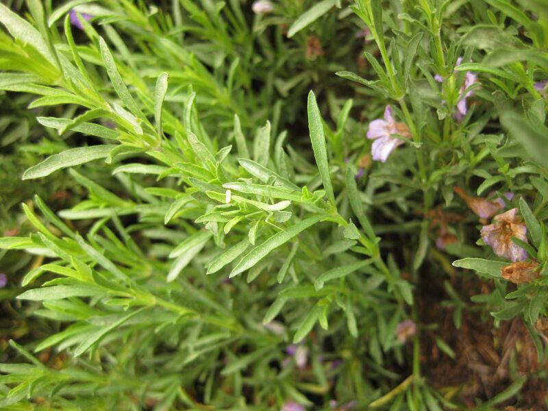 File:IMG 7125 hunt09jun.jpg