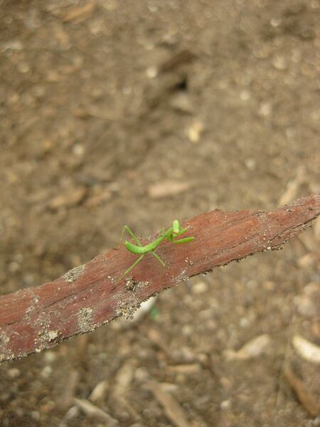 File:IMG 7126 hunt09jun.jpg