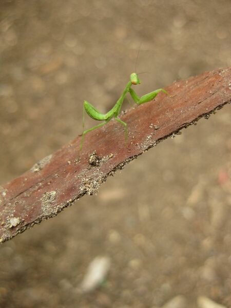 File:IMG 7127 hunt09jun.jpg