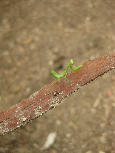 File:IMG 7128 hunt09jun.jpg