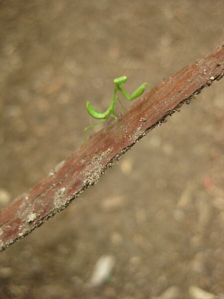 File:IMG 7129 hunt09jun.jpg