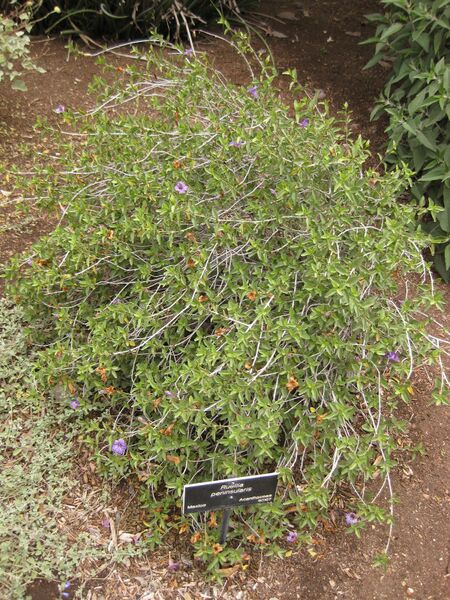 File:IMG 7130 hunt09jun.jpg