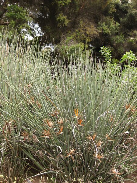 File:IMG 7131 hunt09jun.jpg