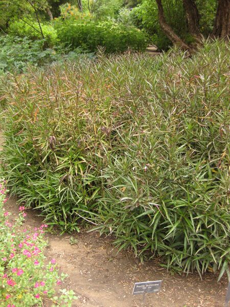 File:IMG 7133 hunt09jun.jpg