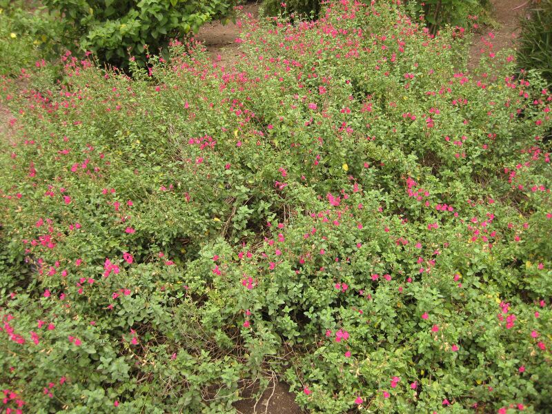 File:IMG 7134 hunt09jun.jpg