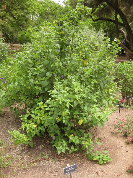 File:IMG 7139 hunt09jun.jpg