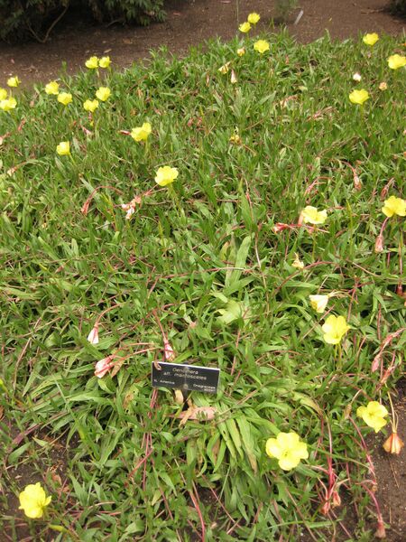 File:IMG 7140 hunt09jun.jpg