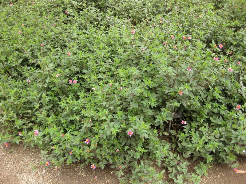 File:IMG 7142 hunt09jun.jpg