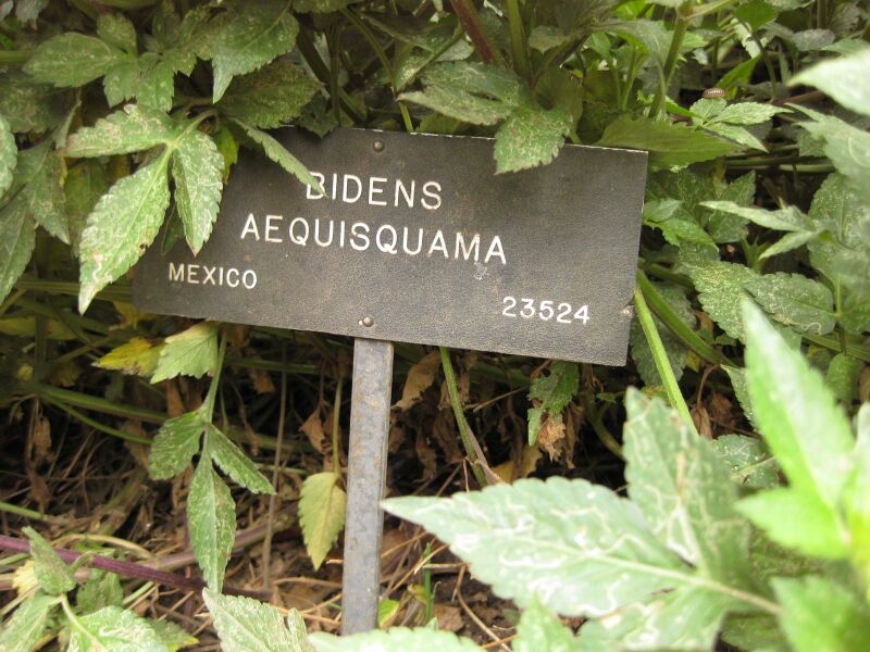 File:IMG 7143 hunt09jun.jpg