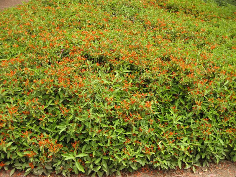 File:IMG 7146 hunt09jun.jpg