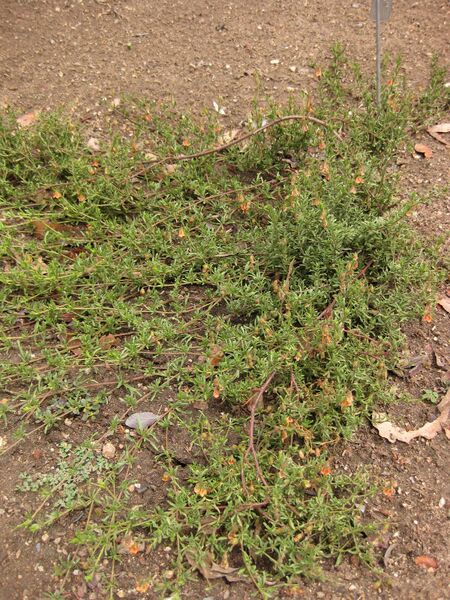 File:IMG 7147 hunt09jun.jpg