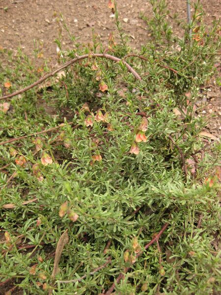 File:IMG 7148 hunt09jun.jpg