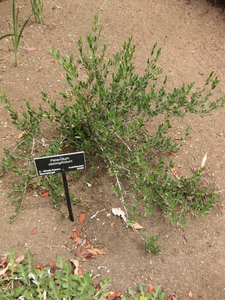 File:IMG 7151 hunt09jun.jpg