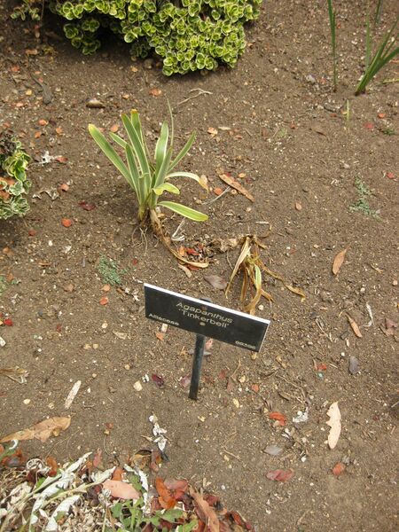 File:IMG 7152 hunt09jun.jpg