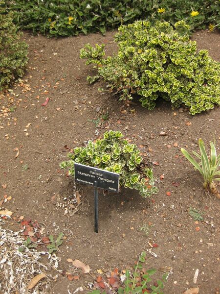 File:IMG 7153 hunt09jun.jpg