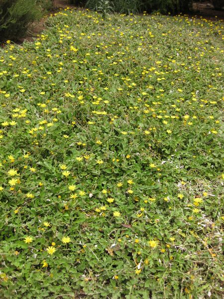 File:IMG 7154 hunt09jun.jpg