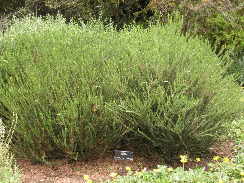 File:IMG 7155 hunt09jun.jpg