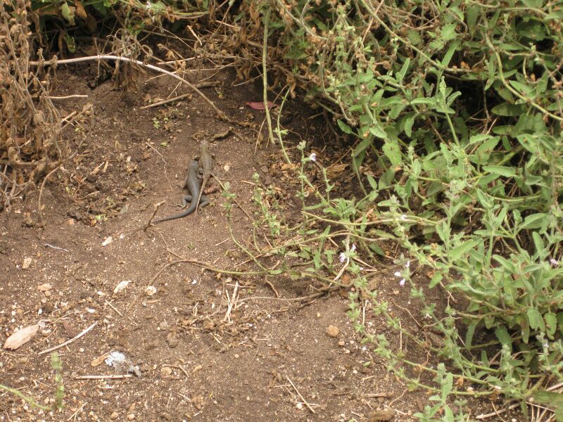 File:IMG 7156 hunt09jun.jpg