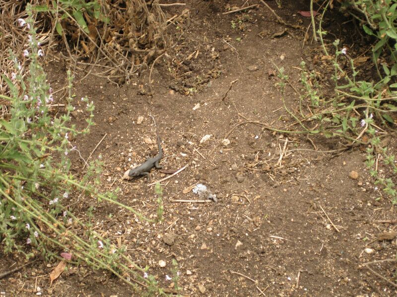 File:IMG 7157 hunt09jun.jpg