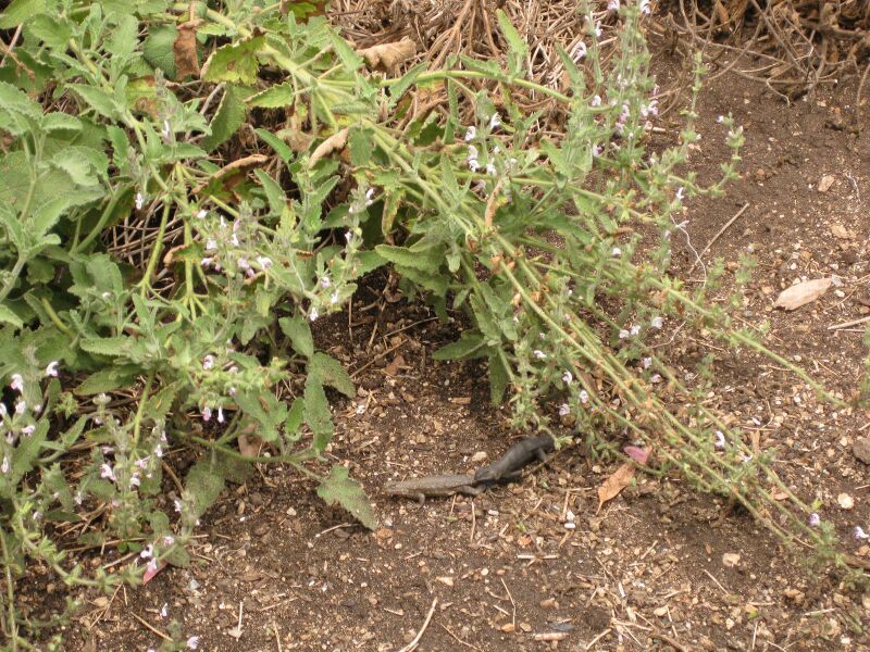 File:IMG 7158 hunt09jun.jpg