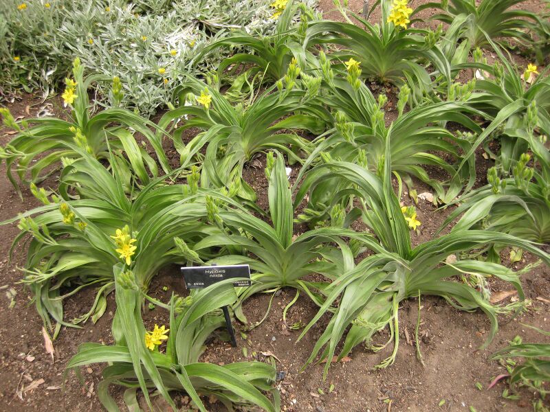 File:IMG 7161 hunt09jun.jpg