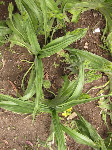 File:IMG 7163 hunt09jun.jpg