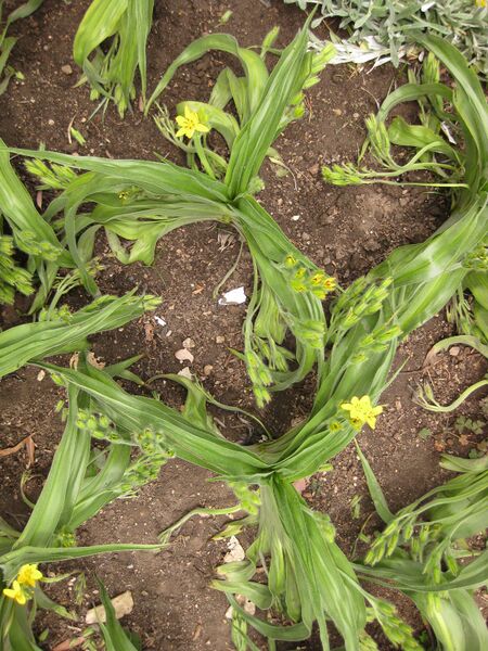 File:IMG 7164 hunt09jun.jpg