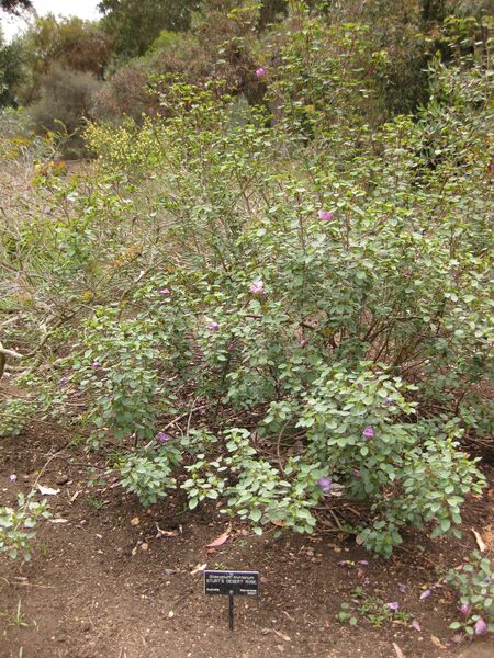 File:IMG 7165 hunt09jun.jpg