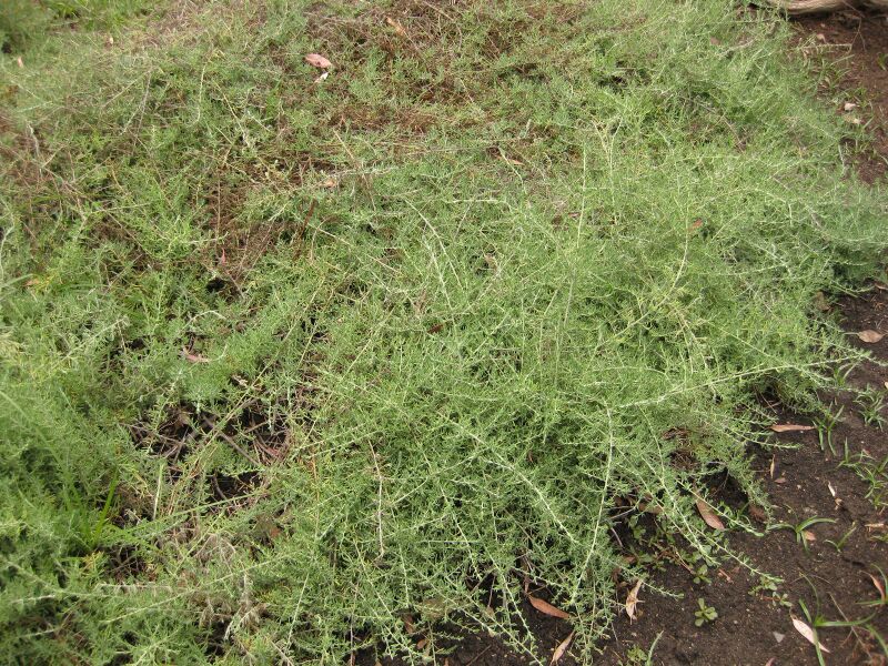 File:IMG 7167 hunt09jun.jpg