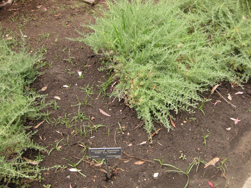 File:IMG 7168 hunt09jun.jpg