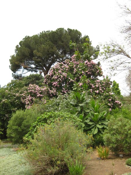 File:IMG 7169 hunt09jun.jpg