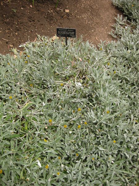 File:IMG 7170 hunt09jun.jpg