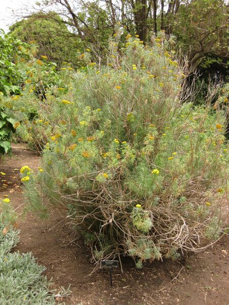 File:IMG 7171 hunt09jun.jpg