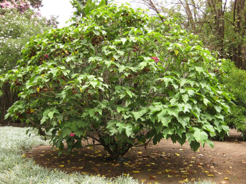 File:IMG 7172 hunt09jun.jpg