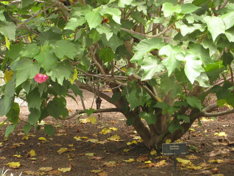 File:IMG 7174 hunt09jun.jpg