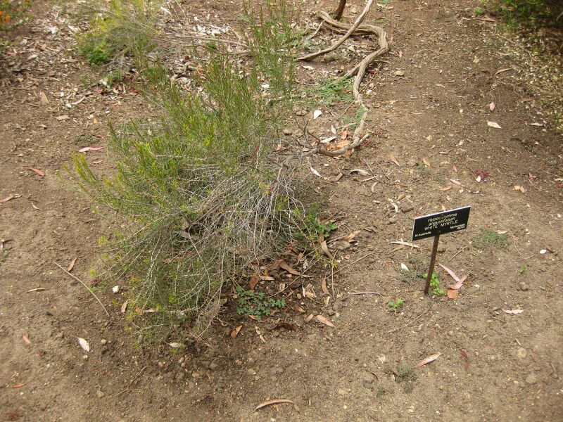 File:IMG 7175 hunt09jun.jpg