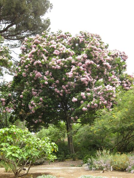 File:IMG 7179 hunt09jun.jpg