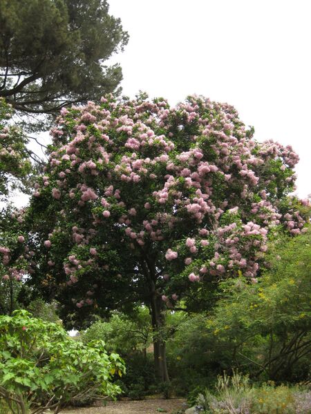 File:IMG 7180 hunt09jun.jpg