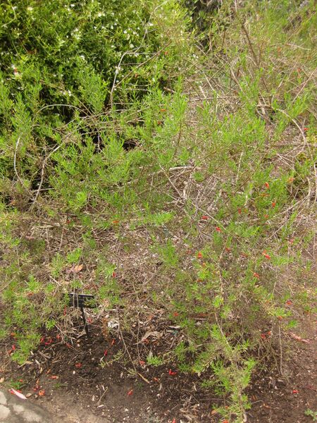 File:IMG 7181 hunt09jun.jpg