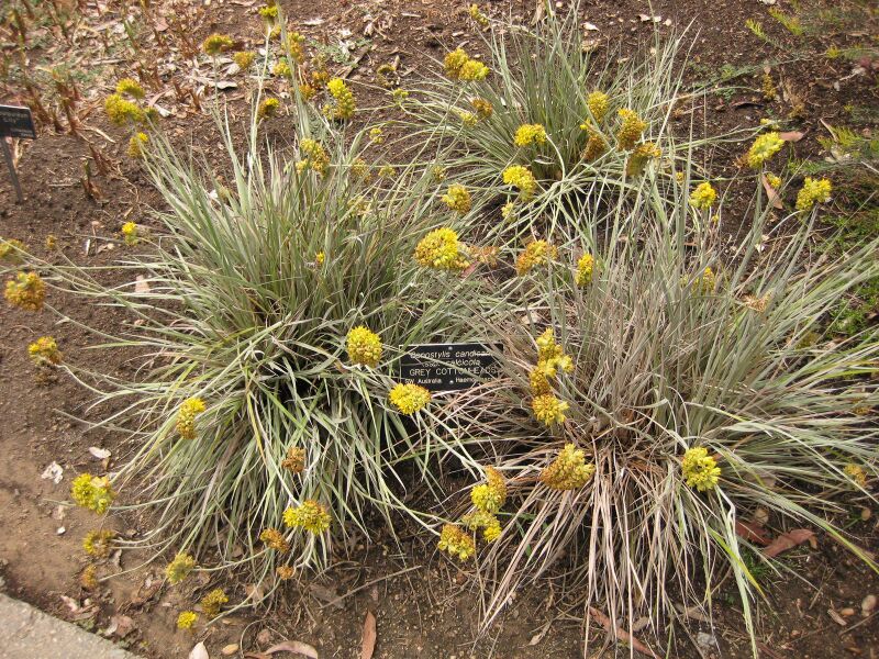 File:IMG 7185 hunt09jun.jpg