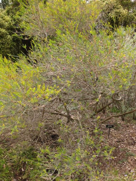 File:IMG 7188 hunt09jun.jpg