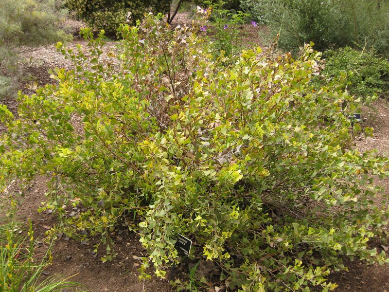 File:IMG 7193 hunt09jun.jpg